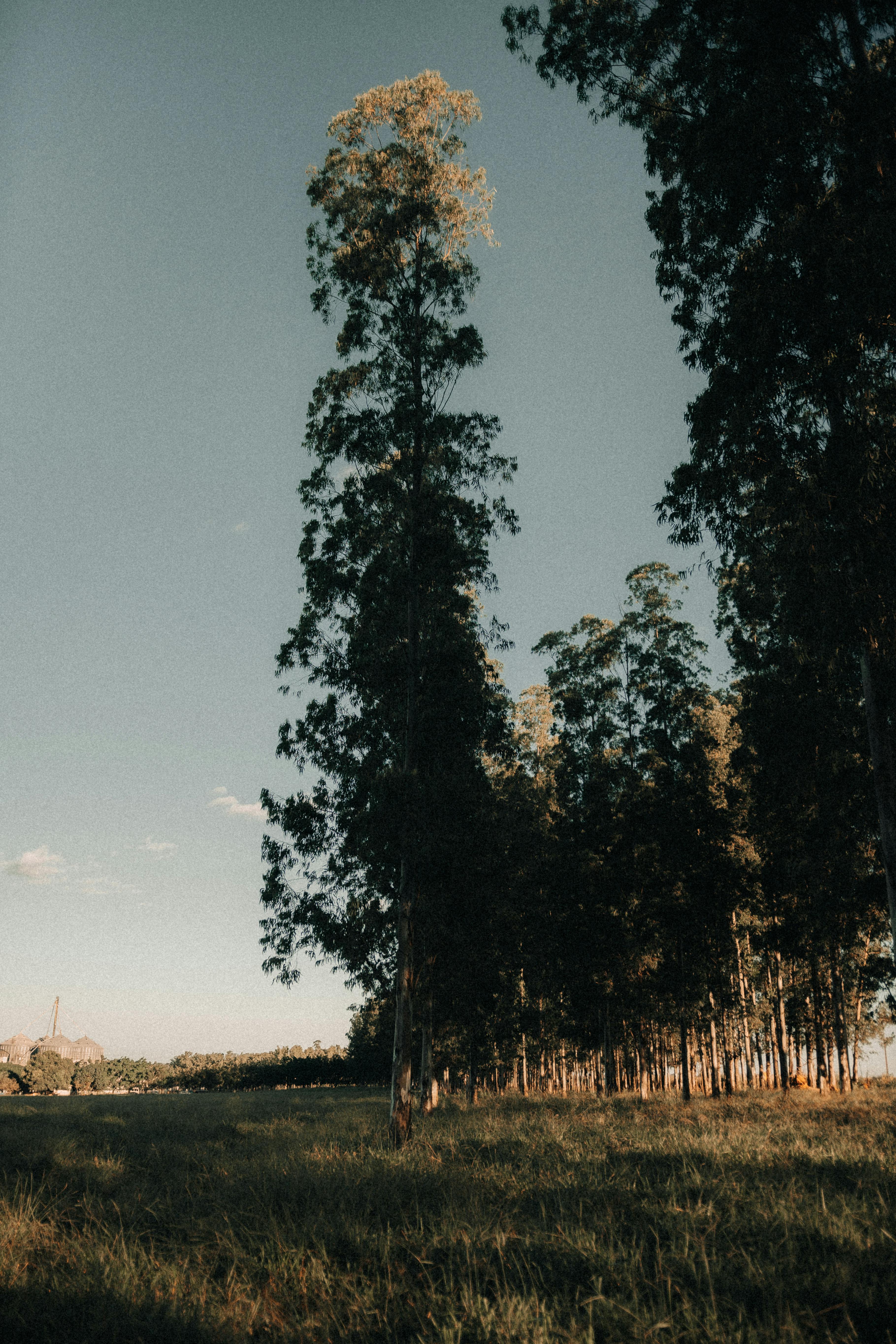 Danish_Nature.jpg